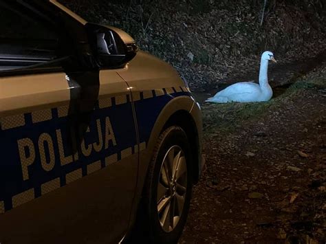 Łabędzie mylą mokre drogi z taflą wody i próbują na nich lądować