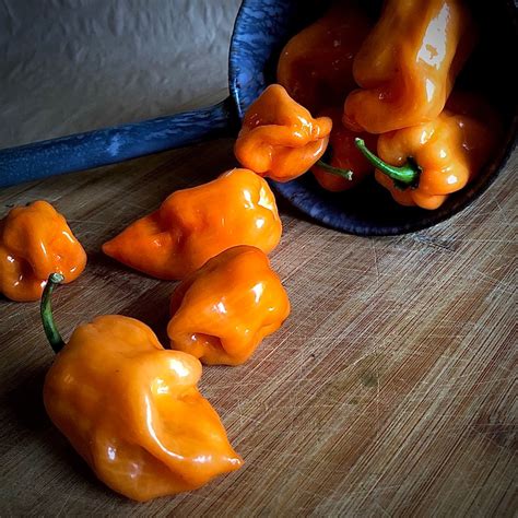 Habanero Pepper – by the pound – Eckerton Hill Farm