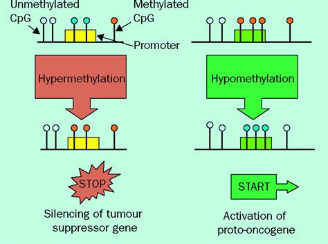 Epigenetics In Cancer Implications For Early Detection And Prevention