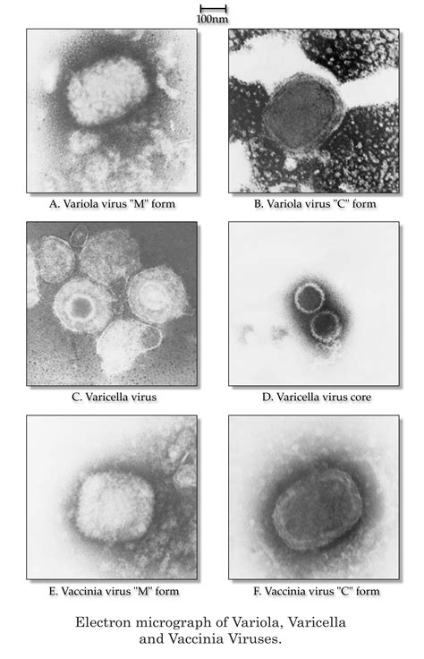 January | 2013 | Biology of Human/World of Viruses | Page 2