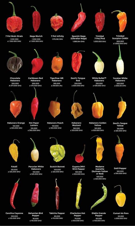 The Big List Of Hot Peppers Hot World Of Chili Print Poster Etsy Canada Cooking Basics