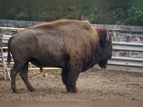 Amber Dawn Ranches Mature Bulls Online Only Auction Quality Auction Services