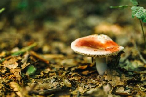 Premium Photo | Red poisonous mushroom