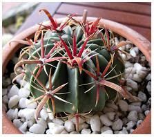 espina  es definicion  concepto