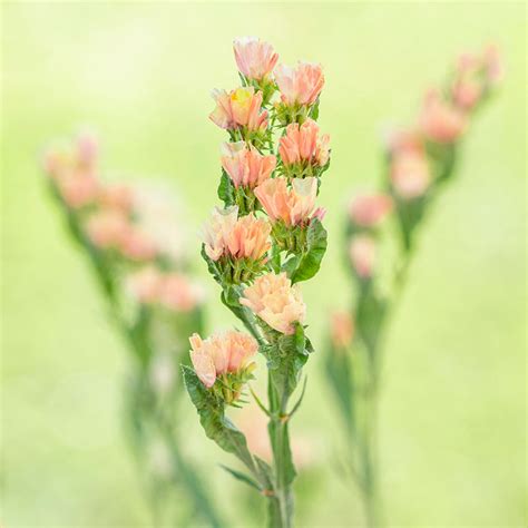 Limonium 'Apricot Beauty' Seeds – Stocks & Green