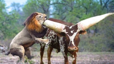 OS CHIFRES DE ANIMAIS MAIS BIZARROS DO PLANETA QUE VOCÊ NÃO VAI