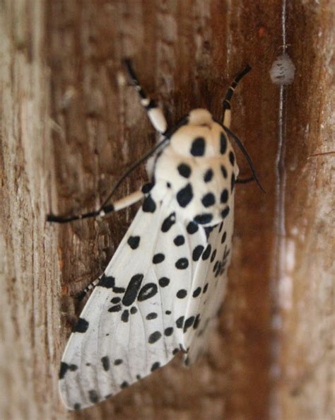 The Öko Box: White Moth with Black Spots