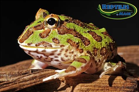 Pacman Frog Care Sheet Reptiles By Mack
