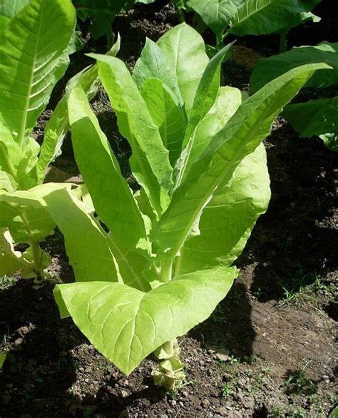 GOLDEN BURLEY Tobacco Seeds FREE Shipping Fresh Organic Nicotiana