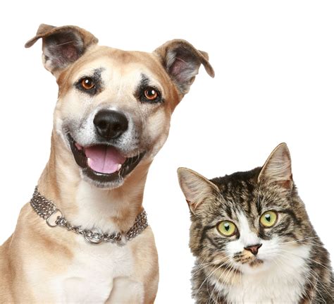 Dog Cat Puppy Pet Sitting Pet Dog Cat Png Download 1000910 Free