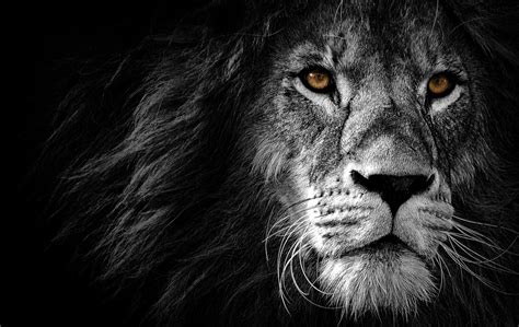 lion head lion images pixabay