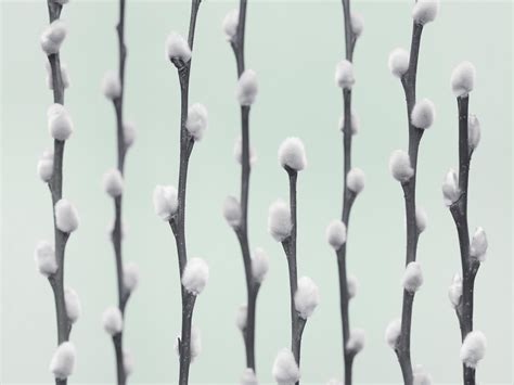 Pussy Willow Twigs Wallpaper Buy Stunning Botanical Prints Online