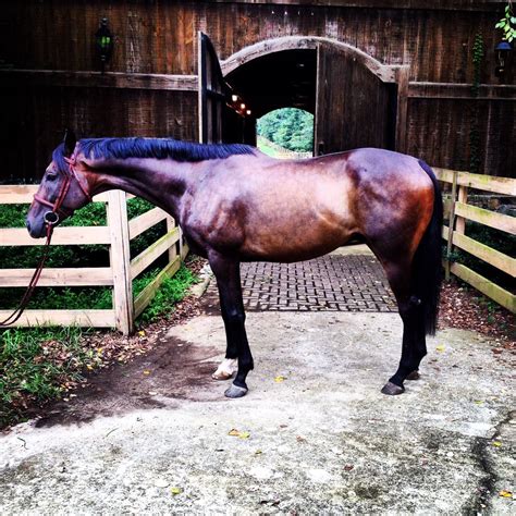 Ragasco updated confirmation shot. #ottb4sale #ragasco # ...