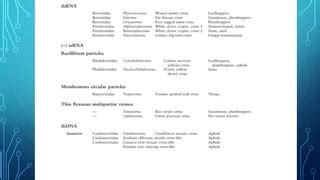 Classification of plant viruses | PPT