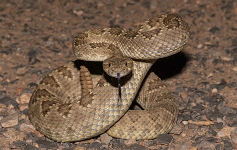 Mojave Rattlesnake From Cochise County AZ USA On July 12 2022 At 09