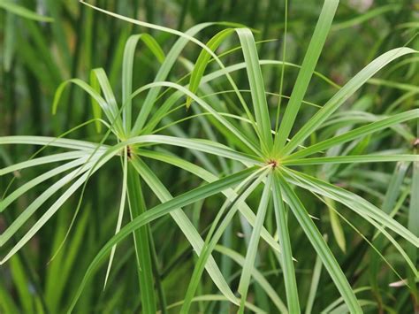 Zypergras Vielseitige Sumpfpflanze Gartenflora