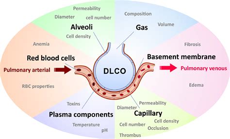 Diffusion Capacity Of The Lunga Disease Biomarker Linking Ventilation