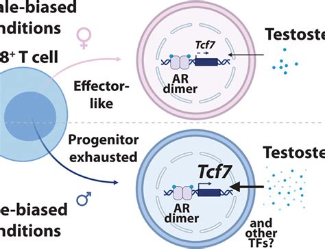 Androgen Conspires With The Cd T Cell Exhaustion Program And Contributes To Sex Bias In Cancer