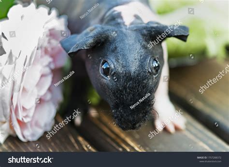 Skinny Guinea Pig Unique Naked Breed Stock Photo Shutterstock