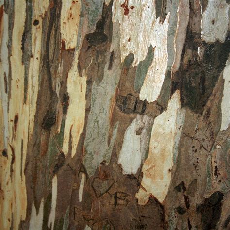 Eucalyptus Tree Exfoliating Bark Abstract Photograph By Taiche Acrylic