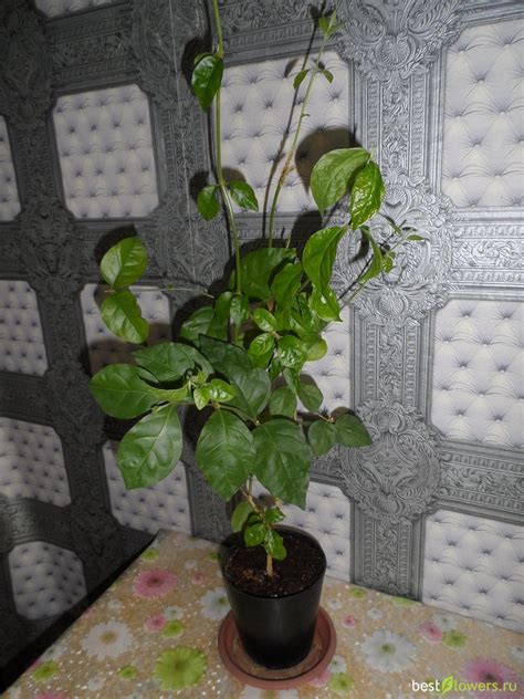 Жасмин самбак (103 фото) » НА ДАЧЕ ФОТО