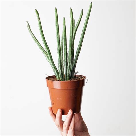 Senecio stapeliiformis | Plants | GrowTropicals.com