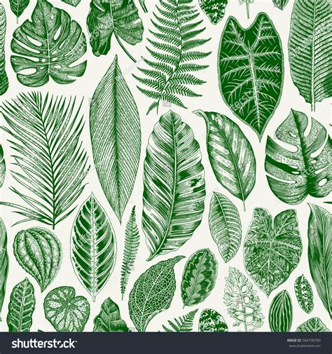 1318225 Botanic Drawing Leaves 图片、库存照片和矢量图 Shutterstock