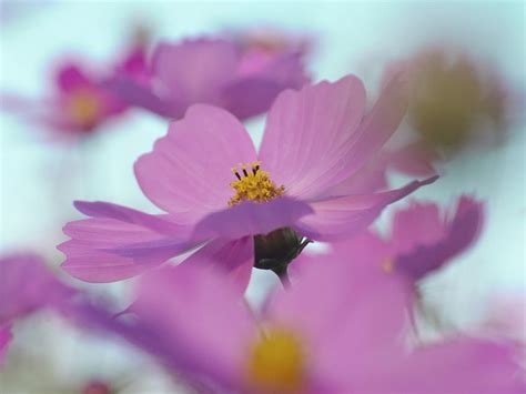 Un Manantial En Un Campo Rosa Delicado Suave Cielo Cosmos