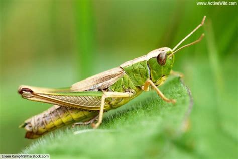 Examples Of Herbivores – Herbivorous Animals List, Pictures ...
