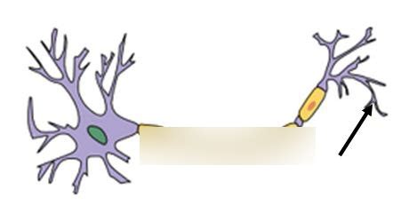 axon Diagram | Quizlet