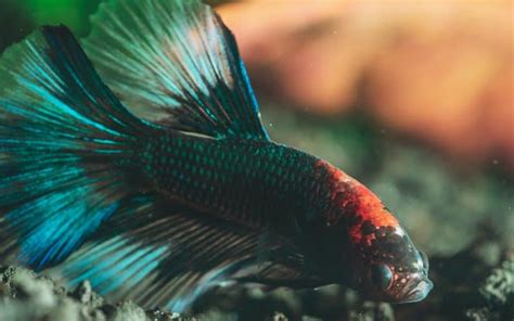 Do Betta Fish Sleep When And How Long Guide