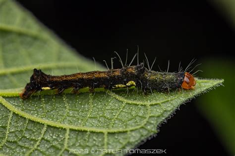 CATERPILLAR Tiracola Sp Inglourious Reptiles Flickr