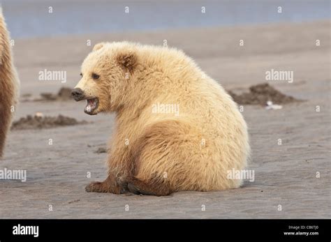 Stock Photo Of A Blonde Phase Alaskan Brown Bear Cub Sitting On The Beach Stock Photo Alamy