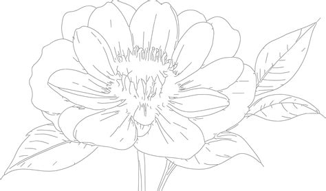 how to draw a flower step by step