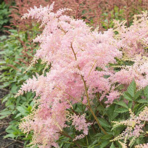 Астильба гибридная Файерворкс Пинк (Astilbe Fireworks Pink) купить в ...