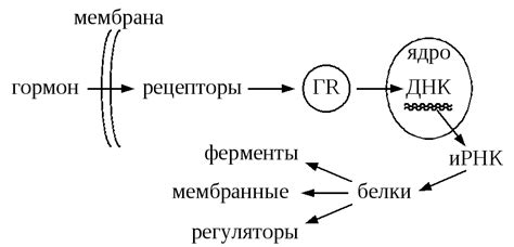 10.3. Механизмы действия гормонов