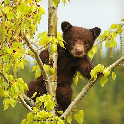 Картинки мишка весной (70 фото)