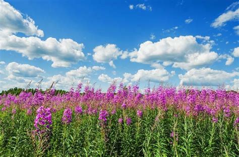 Полевые цветы - естественная красота и гармония (фото)