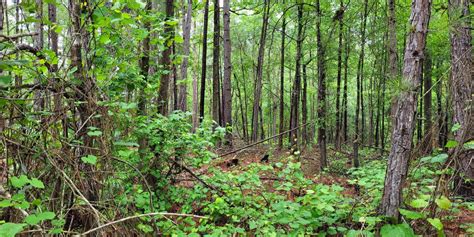 Harbison State Forest Firebreak Trail At South Carolina Forestry Commission Chronolog