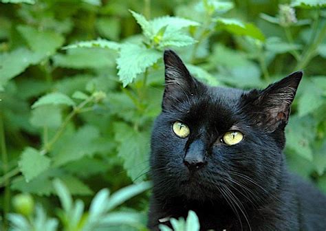 Can Cats Overdose on Catnip? (Vet-Approved Advice)