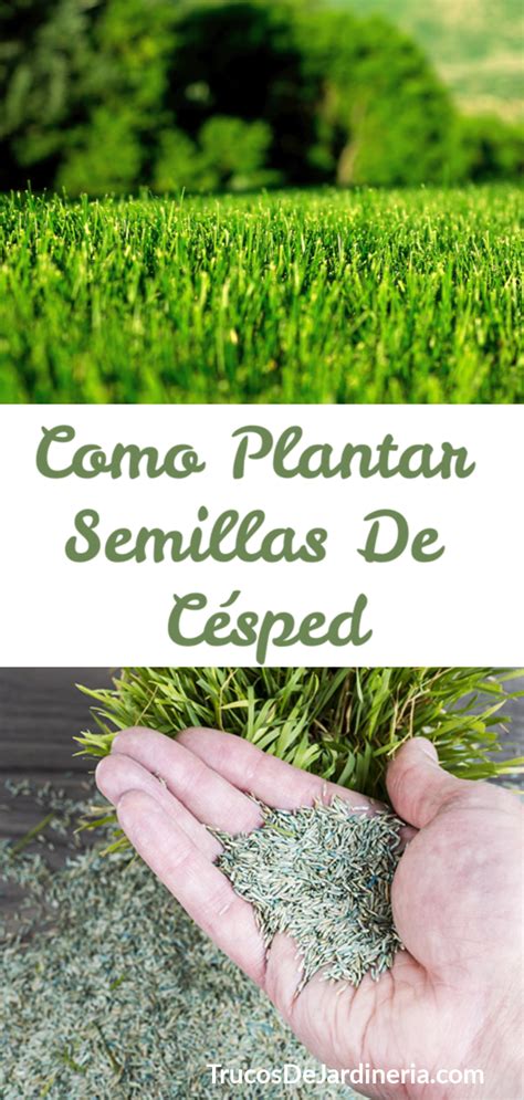 Como Plantar Semillas De Césped Como Plantar Semillas Como Plantar Cesped Como Sembrar Cesped