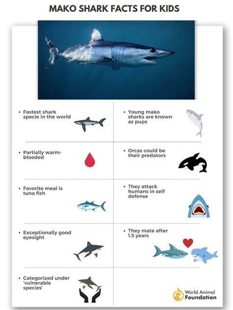 Intriguing Mako Shark Facts Revealed - Fast & Fierce Hunters