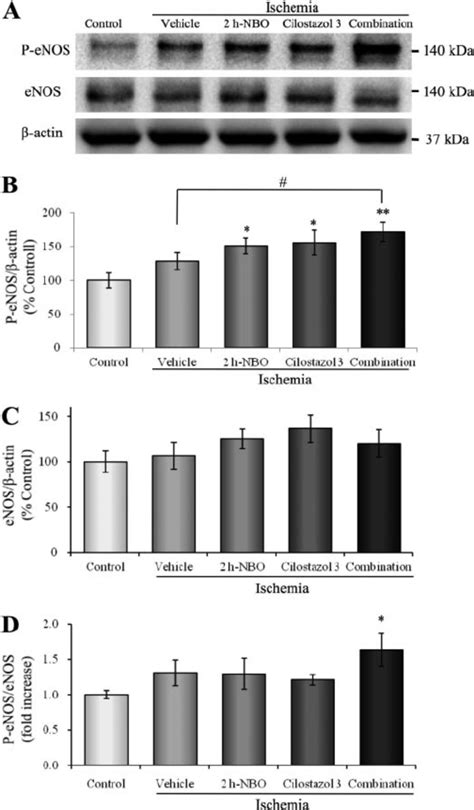 Western Blot Analysis Of P Enos And Enos A P Enos Was Increased After Download Scientific