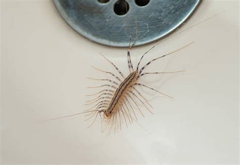 Are House Centipedes Dangerous? | Identify House Centipedes