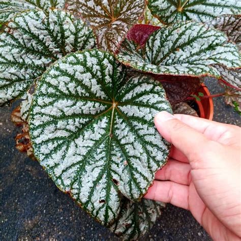 Indoor Plant - Begonia Argenteo Guttata | Shopee Malaysia