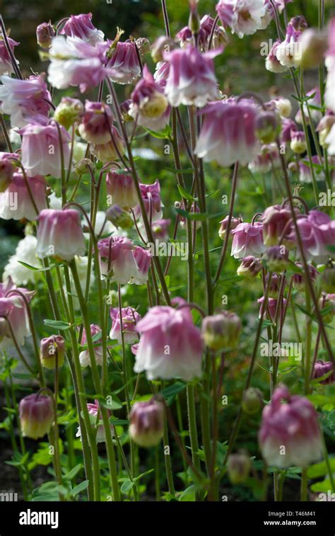 Columbine Petticoat Pink Hi Res Stock Photography And Images Alamy