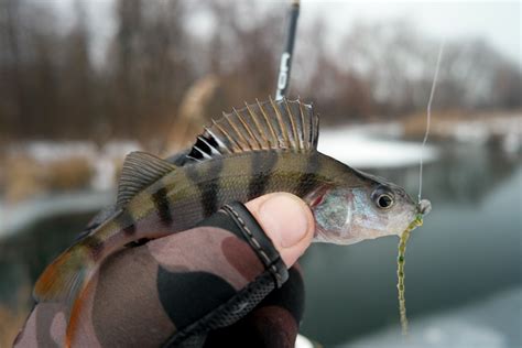 Микроджиг: как ловить, снасти для микроджига, где ловить