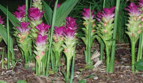 Куркума полезные свойства и противопоказания