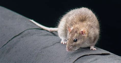 Amazon shoppers rave about 'magic' rat and mouse repellent spray which ...
