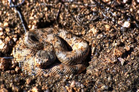 Camouflaged Snake